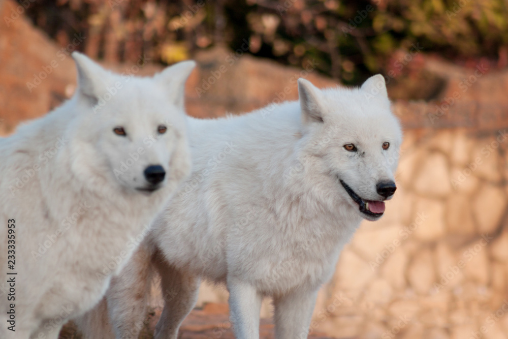 Two wild alaskan tundra wolves. Canis lupus arctos. Polar wolf or white wolf.