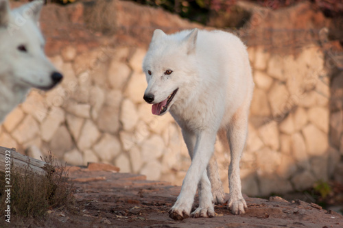 Two polar wolves. Canis lupus arctos. Alaskan tundra wolf or white wolf.