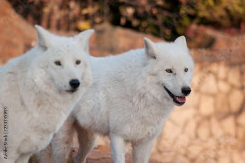 Two wild alaskan tundra wolves. Canis lupus arctos. Polar wolf or white wolf.