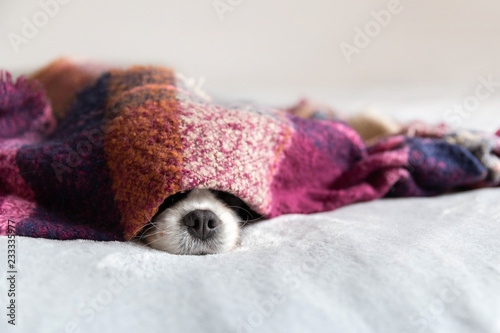 Dog under the blanket © AnnaFotyma