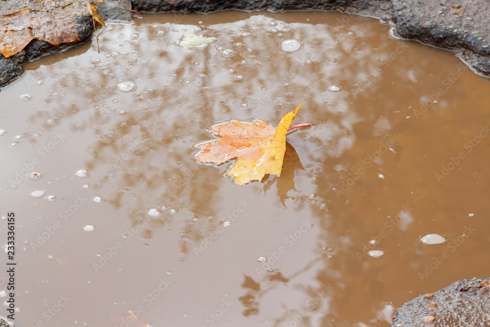 Fotografie Yellow maple leaf is lying in a pothole filled with water