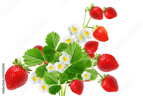 strawberry blooming plant witch red berries