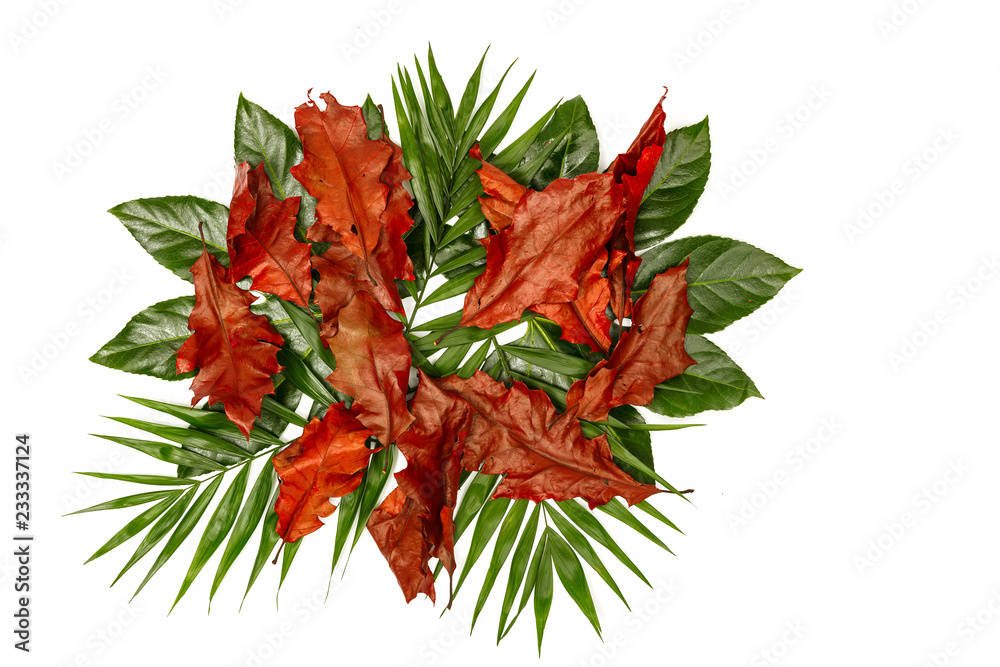 Φωτογραφία Schöne Palmen und Herbst Ahorn Blätter für Produkt Bilder Homepage Banner Präten
