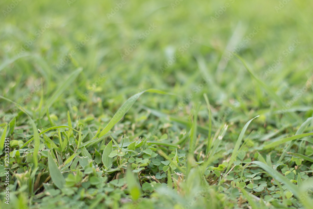 Soft focus green grass in garden Soft focus green grass in garden