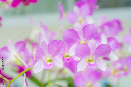 Close-up orchid flower