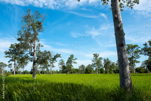 Tree on the green spring meadow and blue skies background , Agricultural cereal crop , Beautiful nature in Thailand