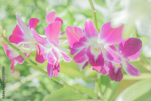 Pink flower 