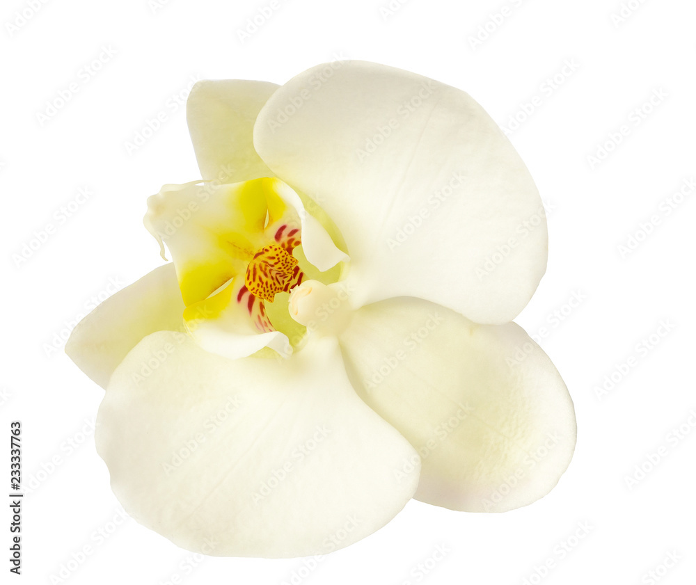 White orchid flower isolated on white