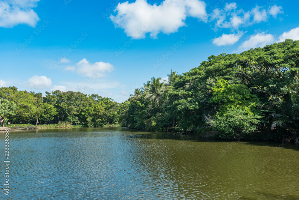 Landscape with the river and green vegetation of trees and plants . Landscape with the river and green vegetation of trees and plants .