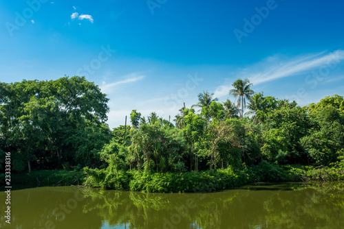 Landscape with the river and green vegetation of trees and plants .