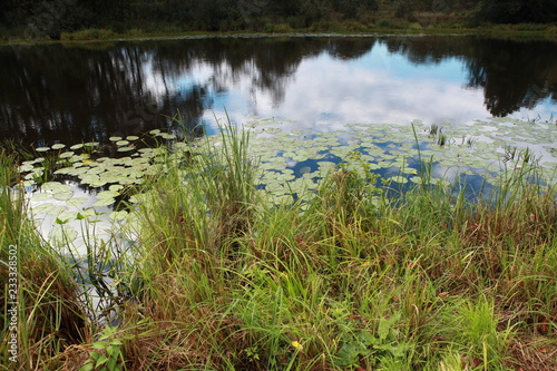 Leaves of lilies on the water. Photo swamp. Russia. Yellow lilies on the water.