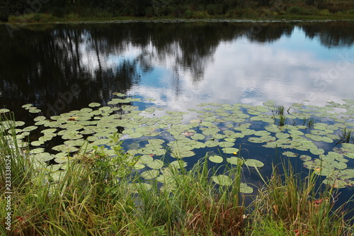 Leaves of lilies on the water. Photo swamp. Russia. Yellow lilies on the water.