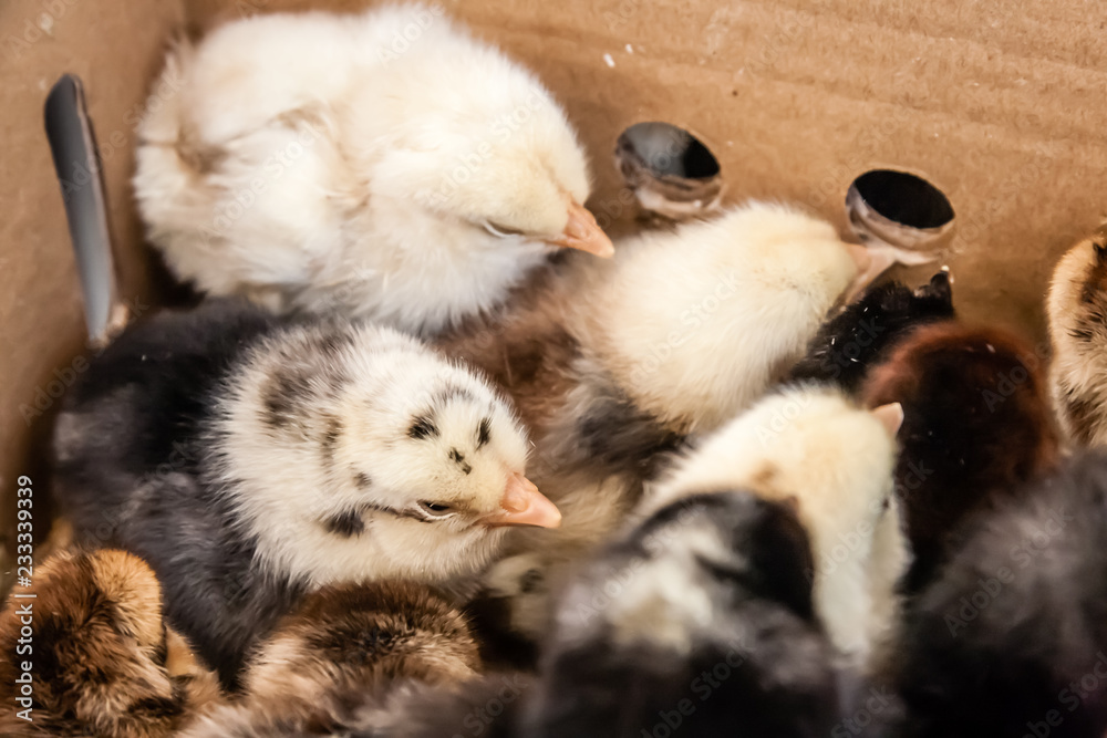 Cute Little Chicks in Paper Box