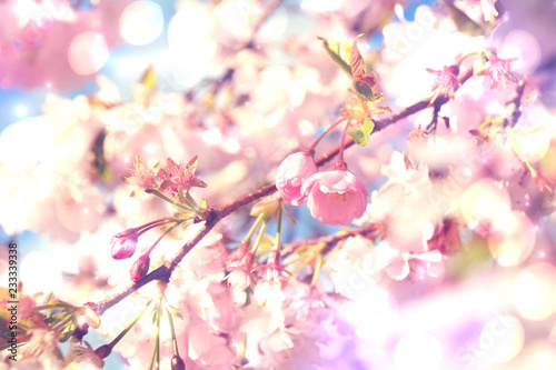 Grußkarte - Japanische Kirschblüte mit Bokeh Lichtern