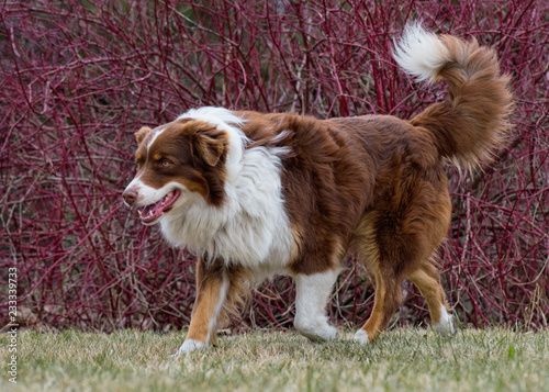 Red tri color aussie online