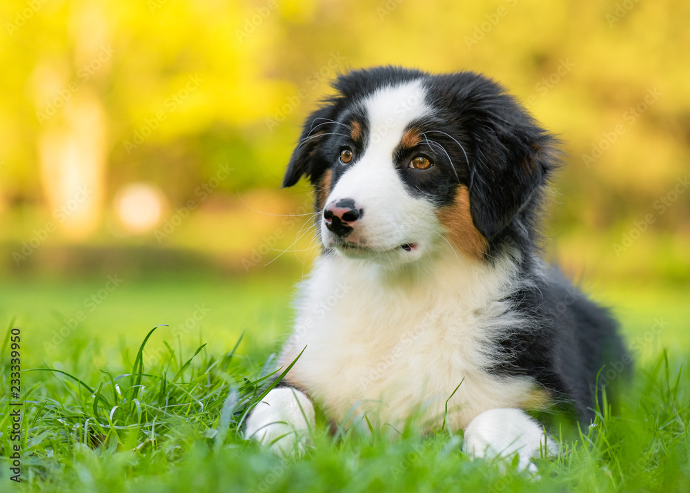 Happy Aussie on meadow with green grass in summer or spring. Beautiful Australian shepherd puppy 3 months old - portrait close-up. Cute dog enjoy playing at park outdoors.