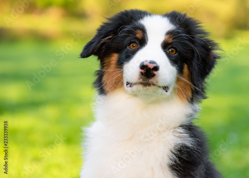 Fototapeta Naklejka Na Ścianę i Meble -  Happy Aussie on meadow with green grass in summer or spring. Beautiful Australian shepherd puppy 3 months old - portrait close-up. Cute dog enjoy playing at park outdoors.