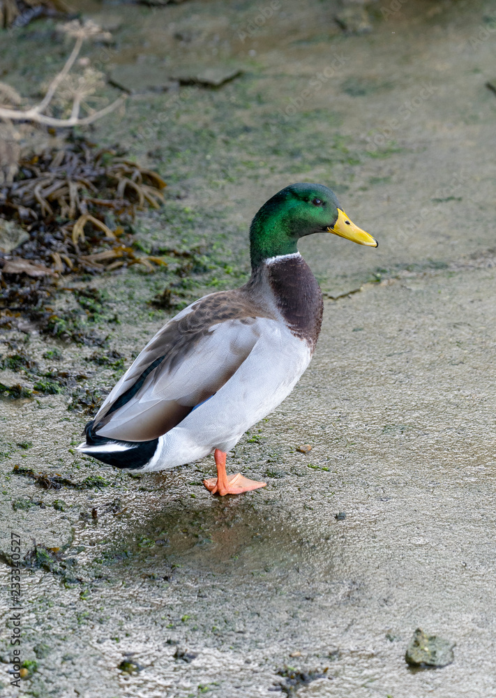 Obraz premium canard