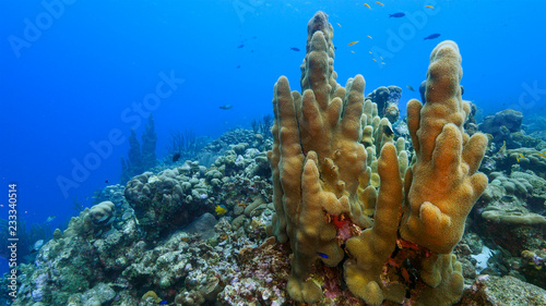 Seascape of coral reef in Caribbean Sea around Curacao at dive site Smokey's with pillar coral and sponge