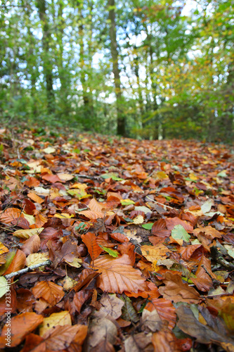 Close up of fallen leaves on woodland floor in autumn fall