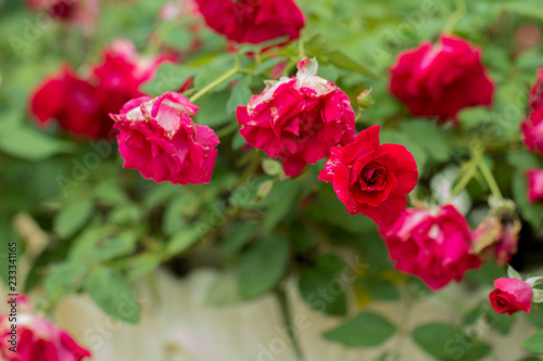 Red roses on branch