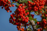 Branch of pyracantha or firethorn plant with bright red berries against the blue sky. Berries adorn the bush in autumn and all winter. Nature concept for design
