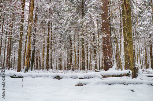 Beautiful winter forest in sunny weather.