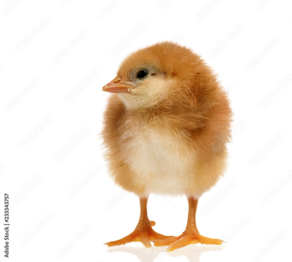 Little chick looking something, isolated on a white background Little chick looking something, isolated on a white background