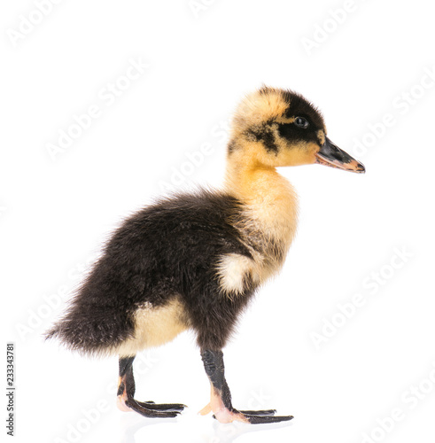 Cute little black yellow newborn duckling isolated on white background. Newly hatched duckling on a chicken farm.