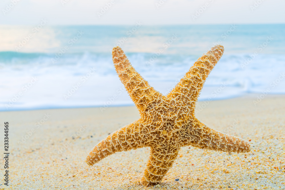 A starfish besides sea shore on a beach with white sand A starfish besides sea shore on a beach with white sand