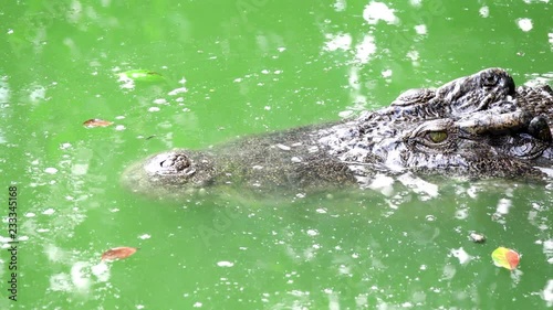 crocodile