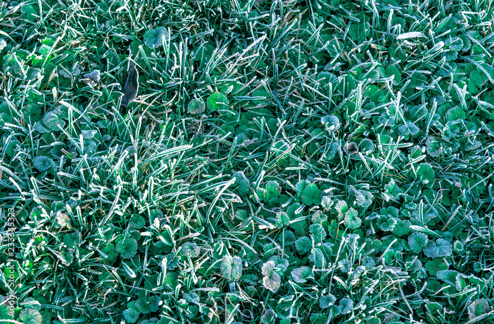 Frozen grass Frozen grass