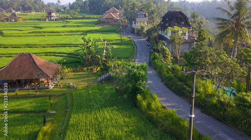 Rice field. Ubdu. Bali. Indonesia