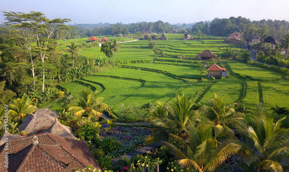 Rice field. Ubdu. Bali. Indonesia