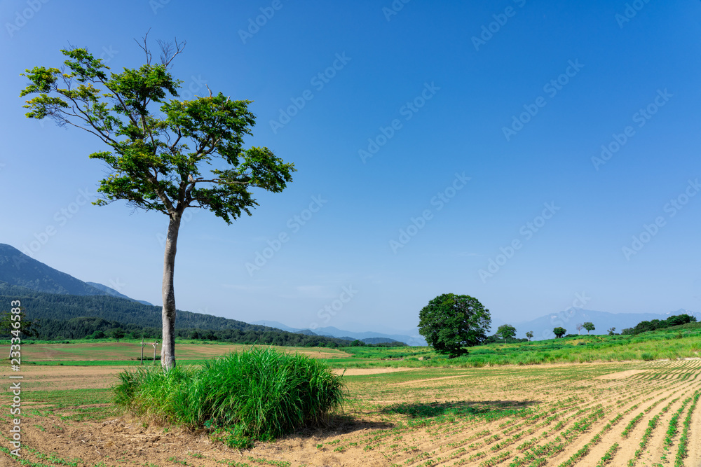 Obraz premium 夏の高原