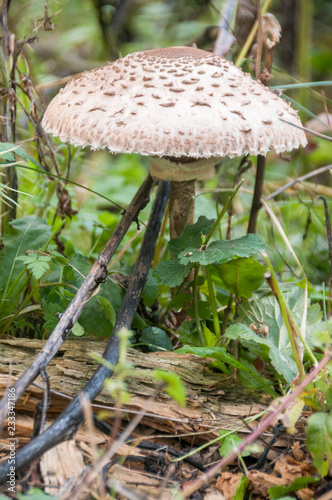 Lepiota brunneoincarnata, also known as the deadly dapperling, a gilled mushroom known to contain amatoxins.