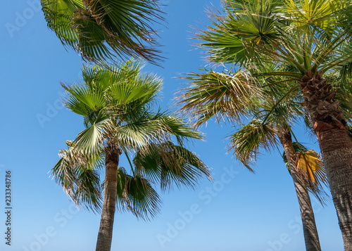 palm trees on clear blue sky background. Travel concept background.