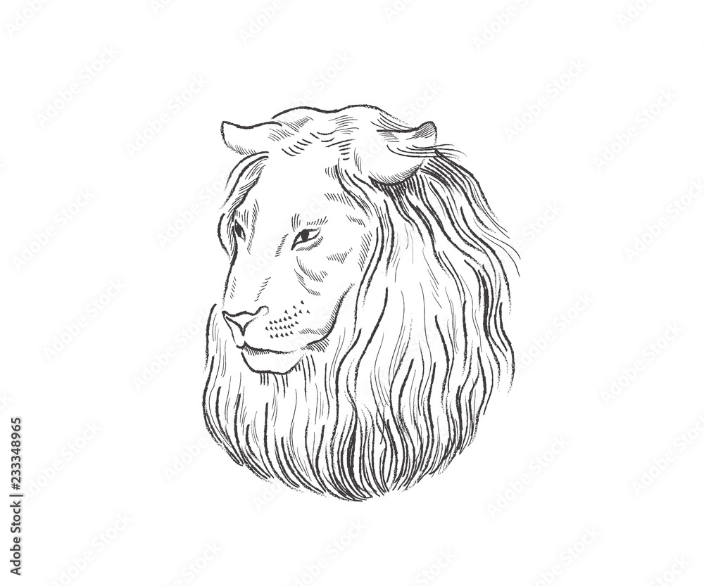 Obraz premium Lion proud, face in profile, looking into the distance, sketch, vector, black-and-white drawing