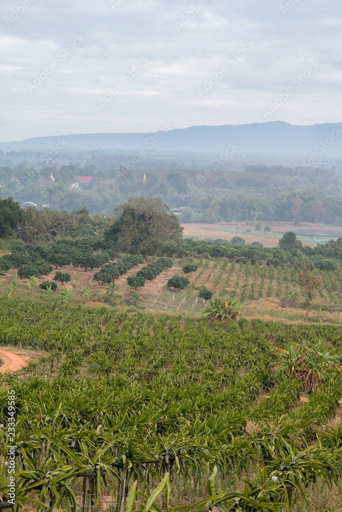 Landscape of Dragon fruit plant in farm. Landscape of Dragon fruit plant in farm.