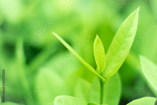 Leaved green natural background