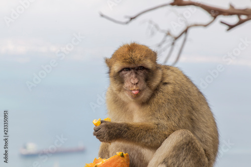 Barbary macaque from Gibraltar sits on a railing and eats an orange © were