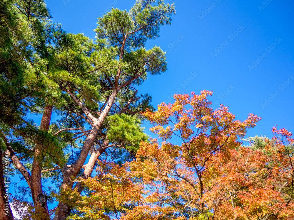 【静岡県伊豆市】秋の日本庭園の松とモミジ【修善寺虹の郷】