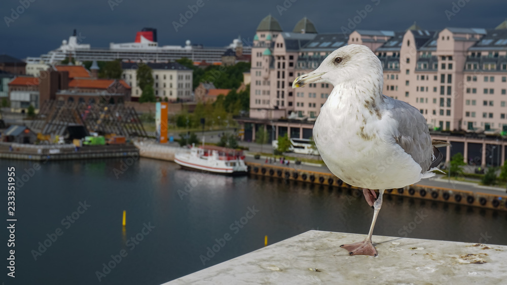 Portrait of a seagull in profile close up Portrait of a seagull in profile close up