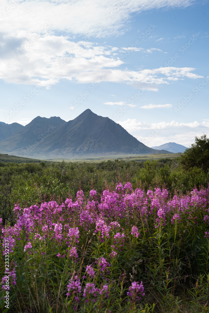 Fototapeta premium Tombstone Territorial Park