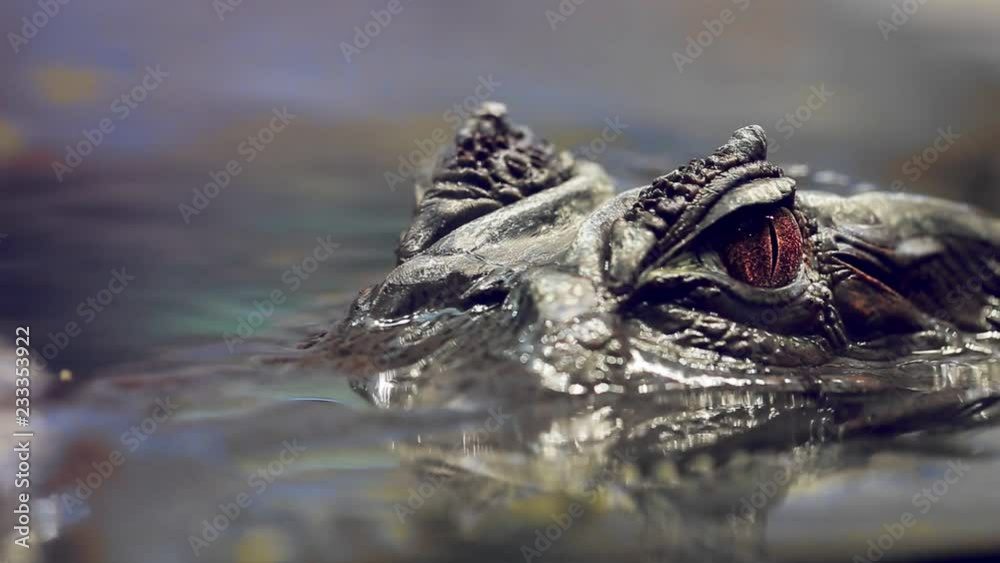 Alligator in water close up Alligator in water close up