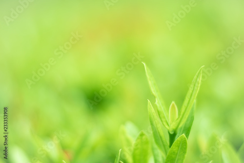 green grass background