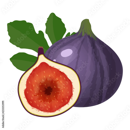 Purple figs fruit isolated on white background vector illustration