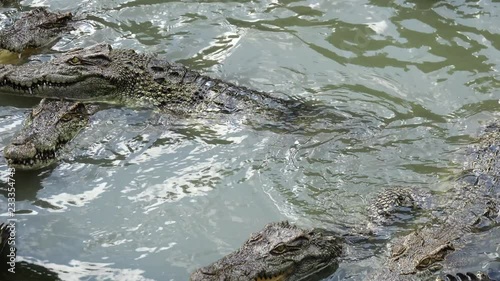 crocodile