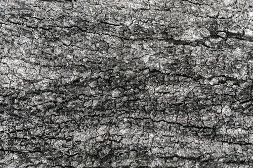 Tree skin texture