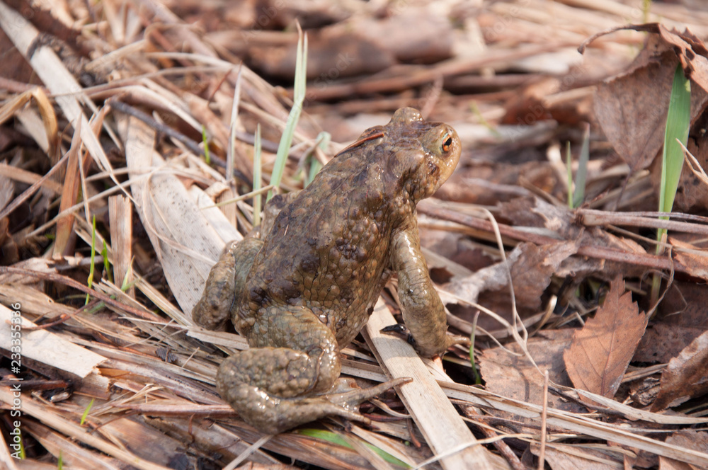 Fototapeta premium frog in forest grass
